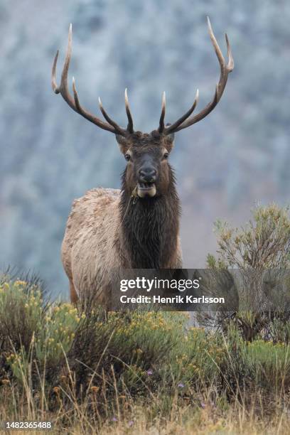 bull elk (cervus canadensis) in rut season - yellowstone national park stock pictures, royalty-free photos & images