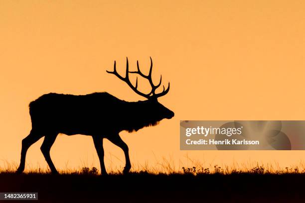 bull elk (cervus canadensis) at sunrise - deer antler silhouette stock pictures, royalty-free photos & images