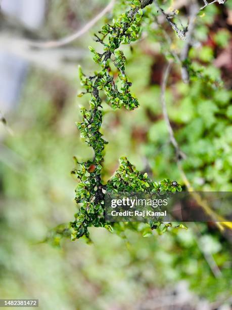 branch of rockspray cotoneaster (cotoneaster horizontalis) showing re-growth in close up. - cotoneaster horizontalis stock pictures, royalty-free photos & images