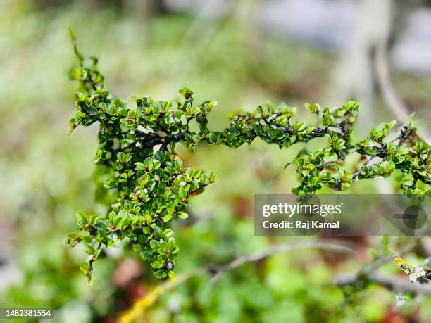 branch of rockspray cotoneaster (cotoneaster horizontalis) showing re-growth in close up. - cotoneaster horizontalis stock pictures, royalty-free photos & images