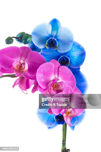 orchid  pink blue flower with water drops isolated on white background - moth orchid ストックフォトと画像
