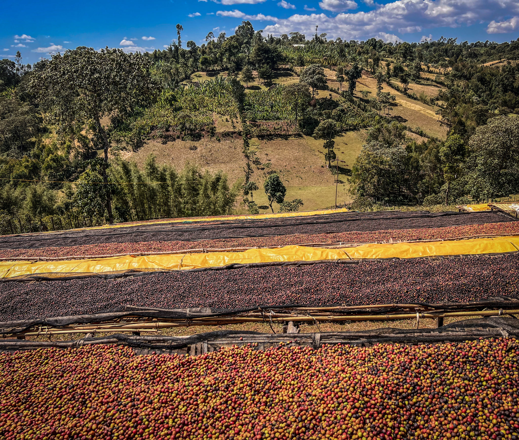 ethiopian coffee farm