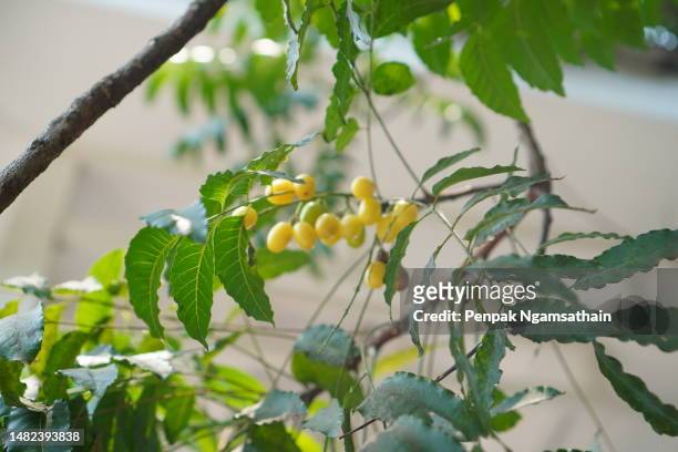 azadirachta indica siamese neem tree, nim, margosa, quinine green leaves vegetable - ニーム ストックフォトと画像