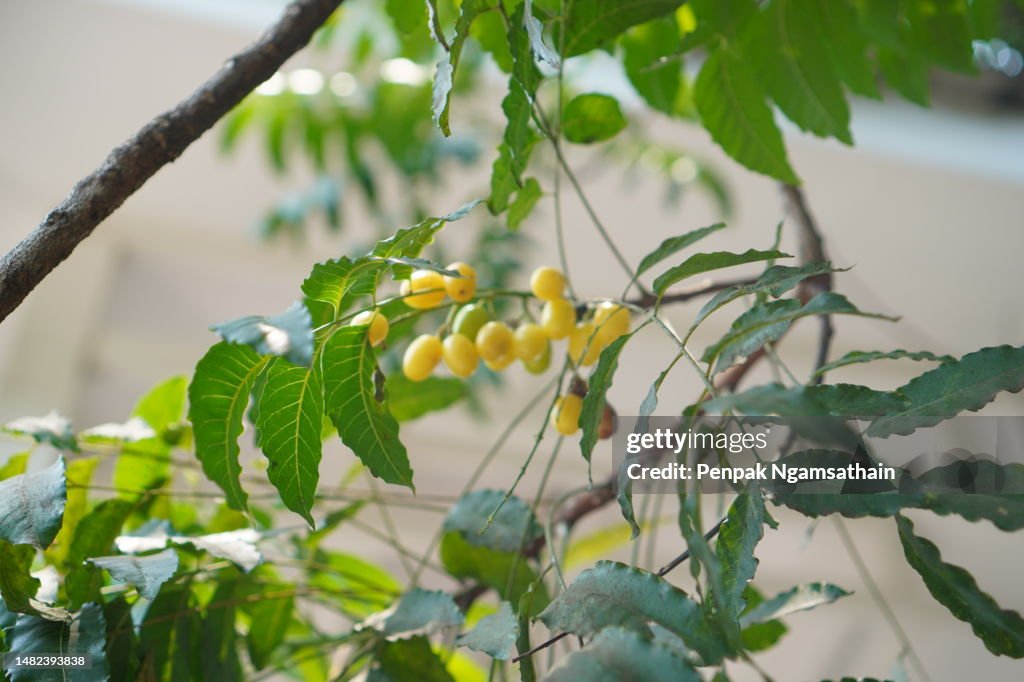 Azadirachta indica Siamese neem tree, Nim, Margosa, Quinine green leaves vegetable