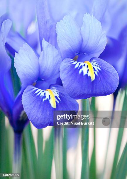 iris reticulata - iris reticulata stock pictures, royalty-free photos & images