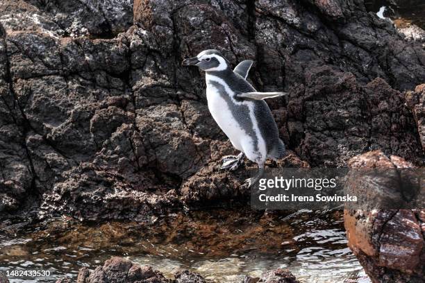 magellanic penguin - magellan penguin stock pictures, royalty-free photos & images