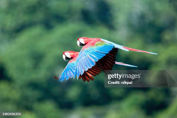 love is in the air - a couple of red & green macaw in flight, taken at madidi national park - bolivia - madidi national park stock pictures, royalty-free photos & images