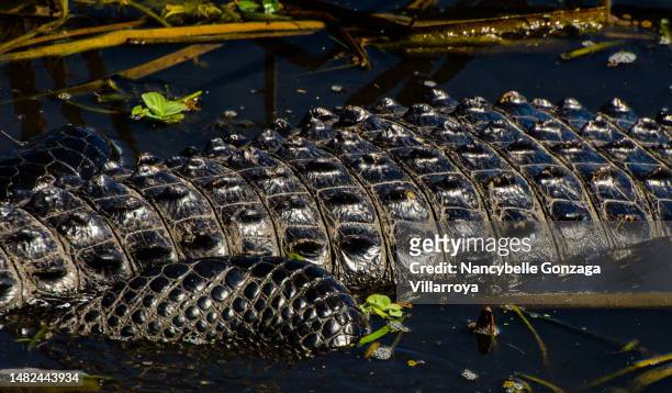 alligator skin - orlando background stock pictures, royalty-free photos & images