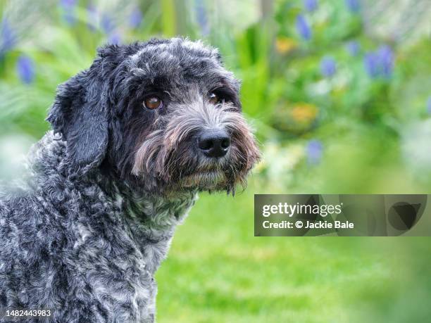 Cockapoo Portrait Photos and Premium High Res Pictures - Getty Images