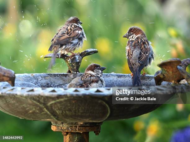 sparrows in a birdbath - passero foto e immagini stock