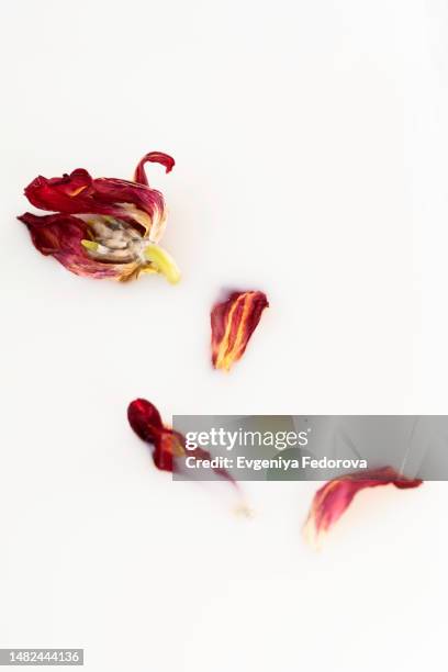 dry tulip petals in muddy water - wilted plant stock pictures, royalty-free photos & images