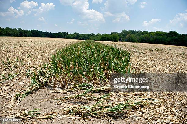 Corn Rows Field Photos and Premium High Res Pictures - Getty Images