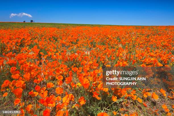 poppy field - orange california stock pictures, royalty-free photos & images