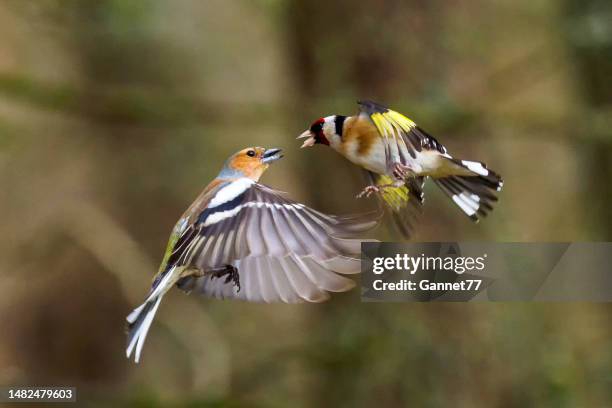 chaffinch and goldfinch fighting in mid-air - chaffinch stockfoto's en -beelden