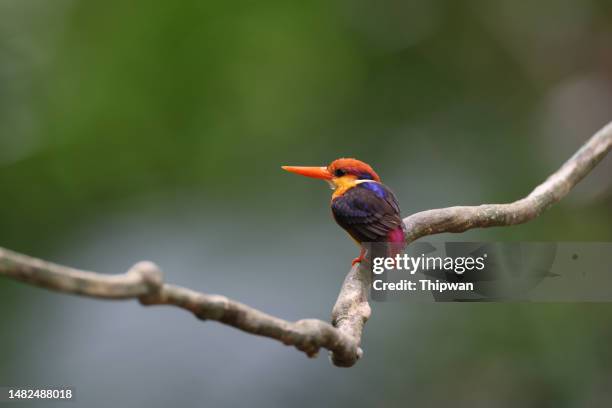 kingfisher bird  : adult oriental dwarf kingfisher (ceyx erithaca), also known as black-backed kingfisher or three-toed kingfisher. - black bird with orange beak stock pictures, royalty-free photos & images
