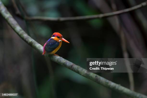 kingfisher bird  : adult oriental dwarf kingfisher (ceyx erithaca), also known as black-backed kingfisher or three-toed kingfisher. - black bird with orange beak stock pictures, royalty-free photos & images