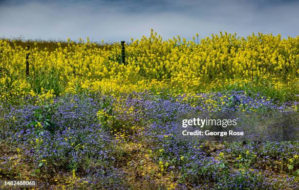 Following record winter rains, colorful mustard, goldfields, poppies, and other wildflowers, have exploded on the landscape along California's...