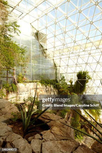 plants growing in greenhouse - biosphere 2 arizona stock pictures, royalty-free photos & images