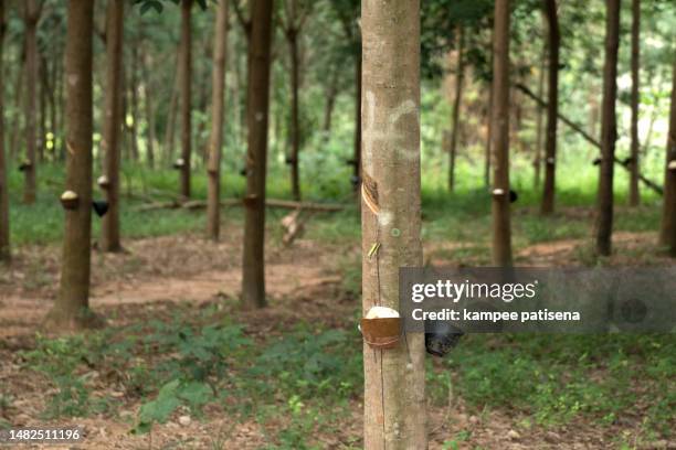 milky latex extracted from rubber tree as a source of natural rubber in thailand - rubber bowl stock-fotos und bilder