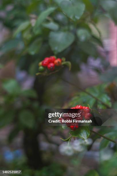 the plant of tacca palmata close up - potted fruit tree stock pictures, royalty-free photos & images