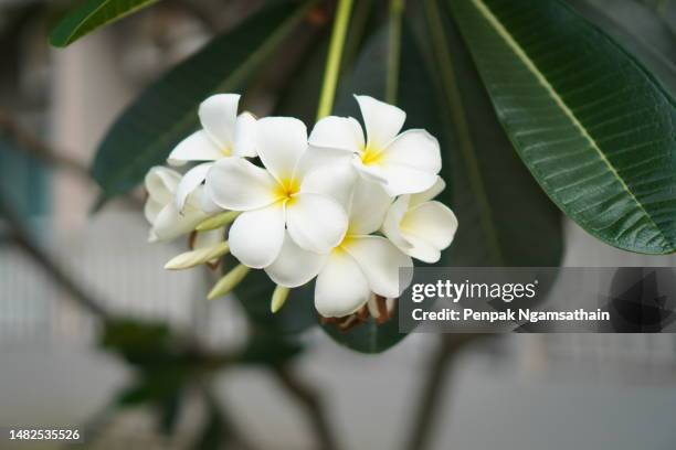 plumeria mix color white and yellow colorfull flower blooming in garden on blur nature background tropical nature, frangipani, temple, graveyard tree apocynaceae - frangipane stock-fotos und bilder