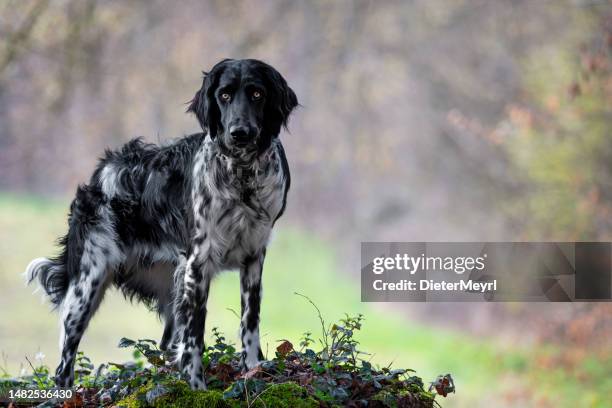 ritratto di un grande cane da caccia tedesco di münsterländer - cane da caccia foto e immagini stock