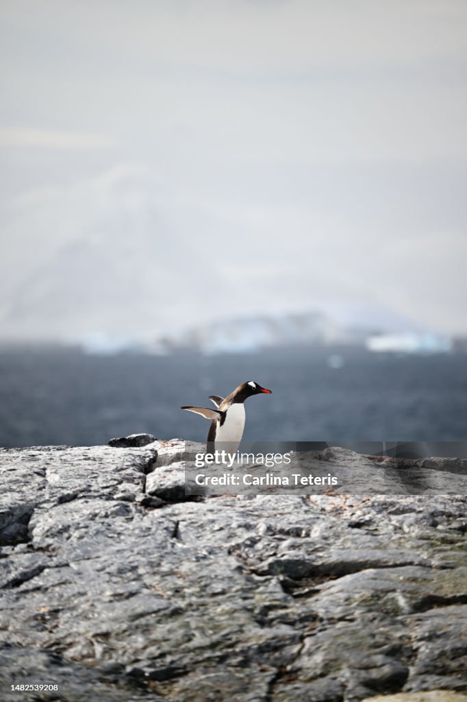 Penguin rookery on a rocky hill in Antarctica