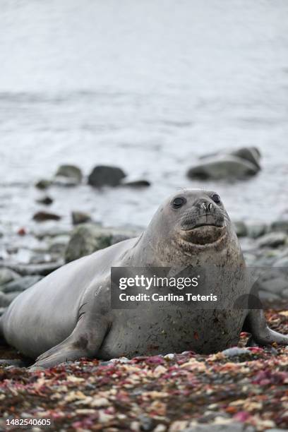 juvenile elephant seal in antarctica - elephant seal stock pictures, royalty-free photos & images