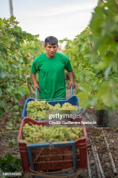 hispanic man carrying a wheelbarrow in the grape plantations - lima perú stock pictures, royalty-free photos & images