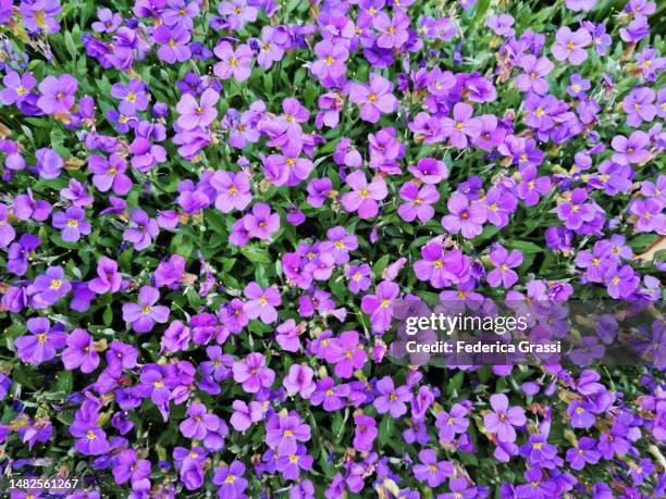 purple flowers of aubretia crucefera or aubrieta in full bloom - heather stockfoto's en -beelden