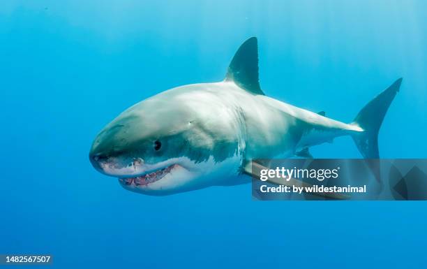 great white shark, guadalupe island, mexico. - weißer hai stock-fotos und bilder