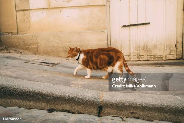 Streets of Montmartre, a cats walks along a street, 2023 in Paris, France. Famous for its iconic landmarks, Paris is considered one of the most...
