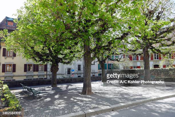 small place with chestnut trees next to the cathedral notre-dame in lausanne - lausanne cathedral notre dame stock pictures, royalty-free photos & images