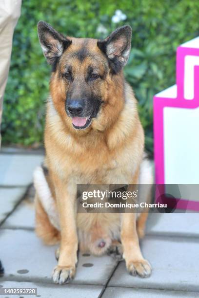 Diesel Vom Burgimwald aka Rex attend sthe Hudson & Rex Photocall during the 6th Canneseries International Festival : Day Three on April 16, 2023 in...