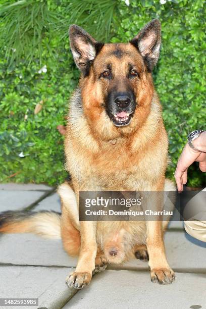 Diesel Vom Burgimwald aka Rex attend sthe Hudson & Rex Photocall during the 6th Canneseries International Festival : Day Three on April 16, 2023 in...