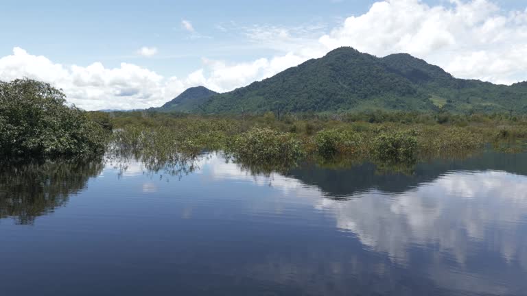 Sentarum 190 Lake Sentarum National Park Stock Videos, Footage, & 4K Video Clips ...
