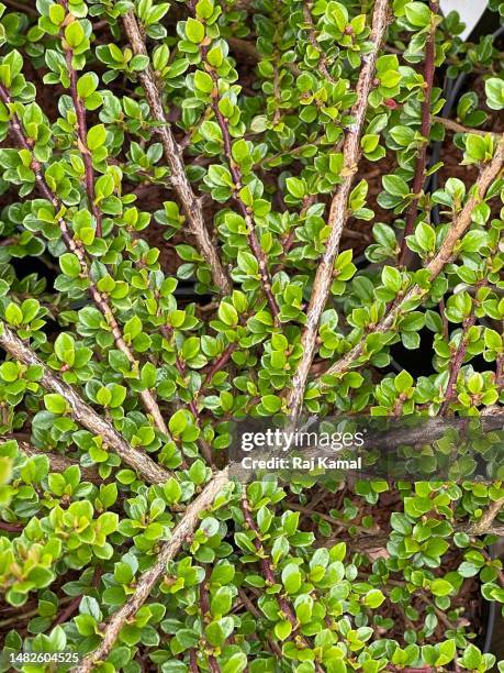 fresh leaf regrowth of rockspray cotoneaster (cotoneaster horizontalis) plant in close up. - cotoneaster horizontalis stock pictures, royalty-free photos & images
