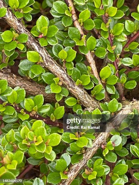 fresh leaf regrowth of rockspray cotoneaster (cotoneaster horizontalis) plant in close up. - cotoneaster horizontalis stock pictures, royalty-free photos & images