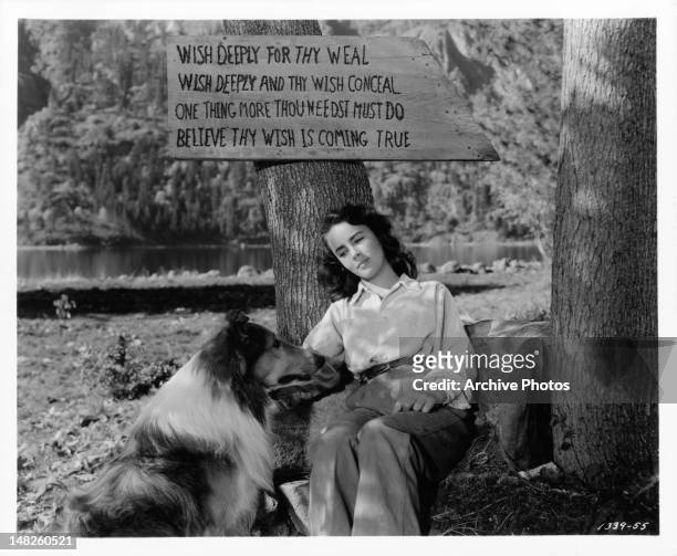 Elizabeth Taylor sitting against a tree petting Lassie in a scene from the film 'Courage Of Lassie', 1946.