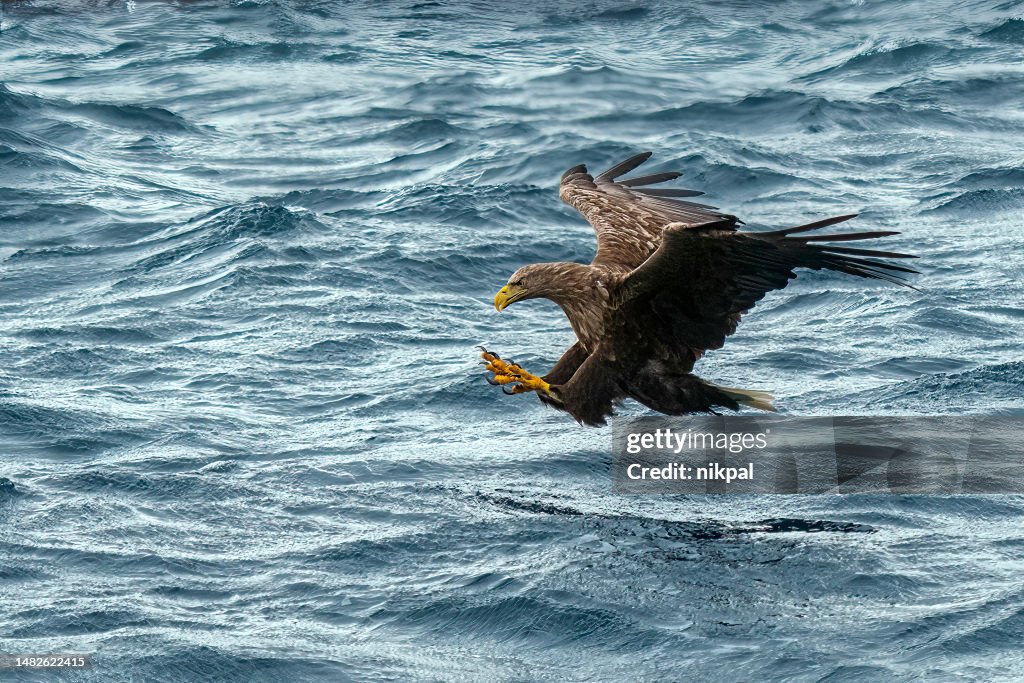 Sea Eagle catching a fish in winter at lofoten Islands - Norway