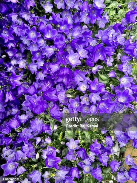 tussock blue bellflower (campanula carpatica) in full bloom and close up. - bell stock pictures, royalty-free photos & images