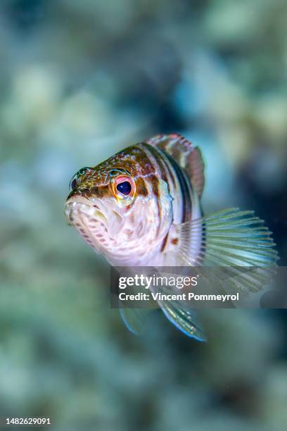 Comb Fish 975 French Reef Stock Photos, High-Res Pictures, and Images - Getty Images
