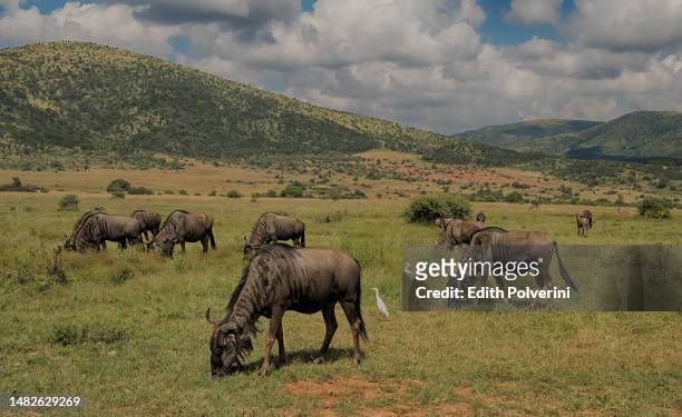 a group of wildebeest - gauteng province stock pictures, royalty-free photos & images