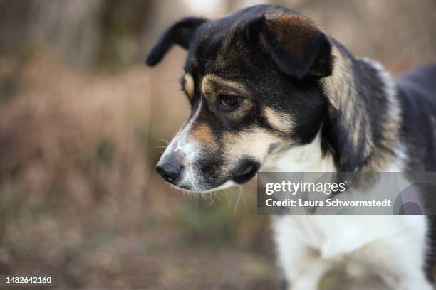 boarder collie mix - german shepherd stock pictures, royalty-free photos & images