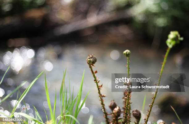 fern emerging in the spring - fiddlehead stock pictures, royalty-free photos & images