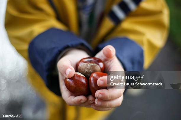 child holding conkers - horse chestnut photos et images de collection