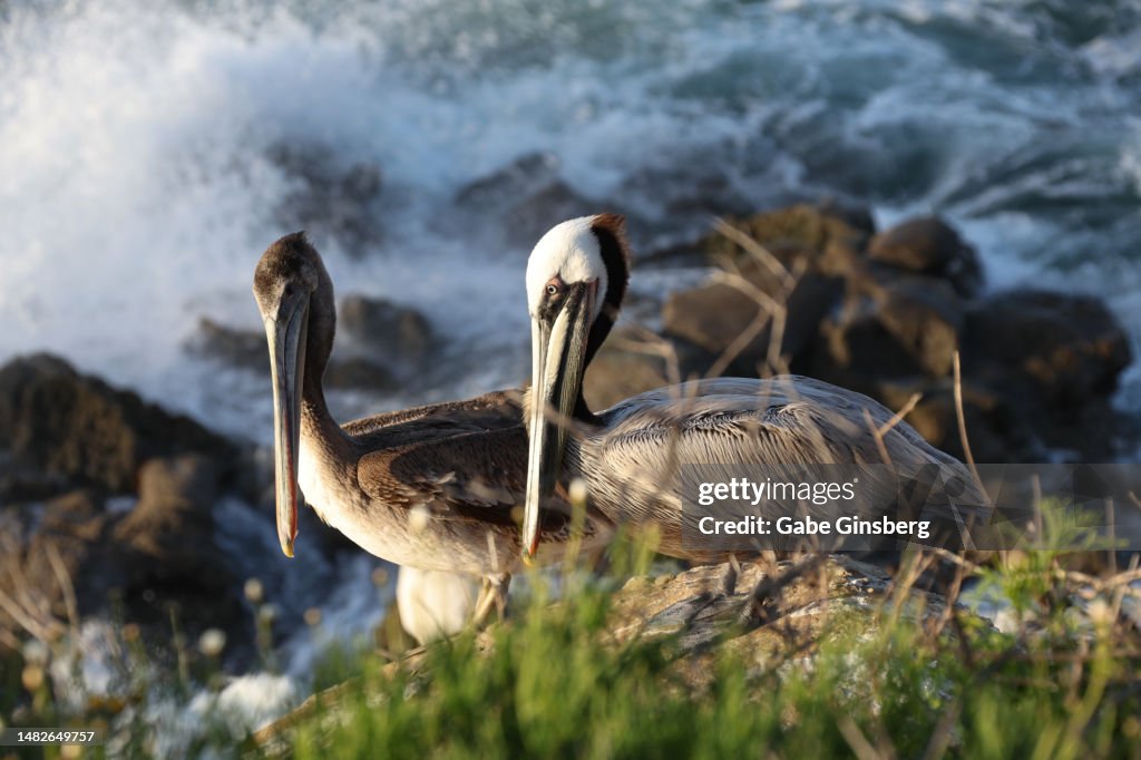 Brown Pelicans at La Jolla Cove