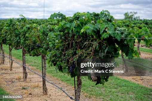 A Road Trip Stop at a Favorite Texas Hill Country Winery A Road Trip Stop at a Favorite Texas Hill Country Winery