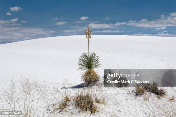 a lone yucca plant on a sand dune slope along the loop drive - yucca stock pictures, royalty-free photos & images