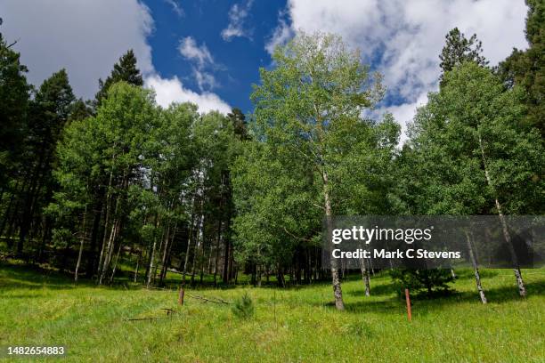 aspens under blue skies sunshine and partly cloudy skies - deciduous tree stock pictures, royalty-free photos & images